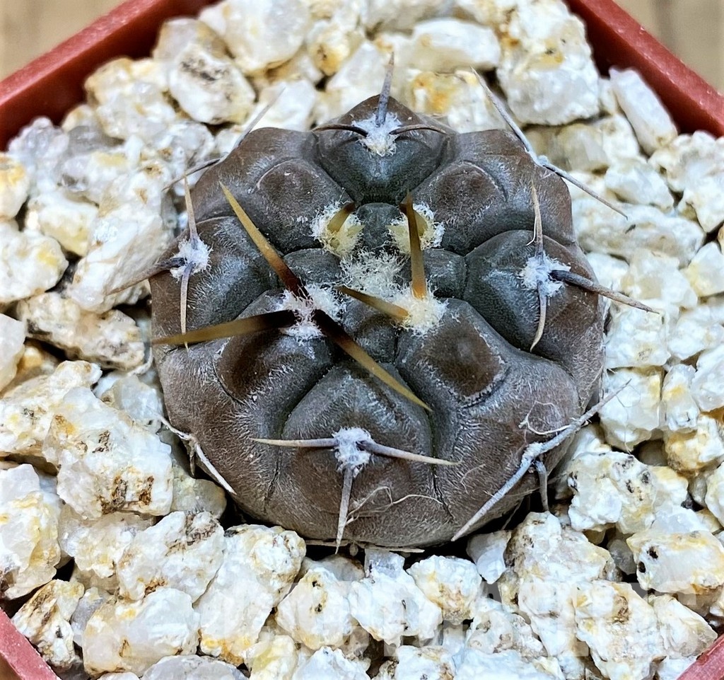 YAR31978 Gymnocalycium borthii ssp. nogolense VG684 - Image 3