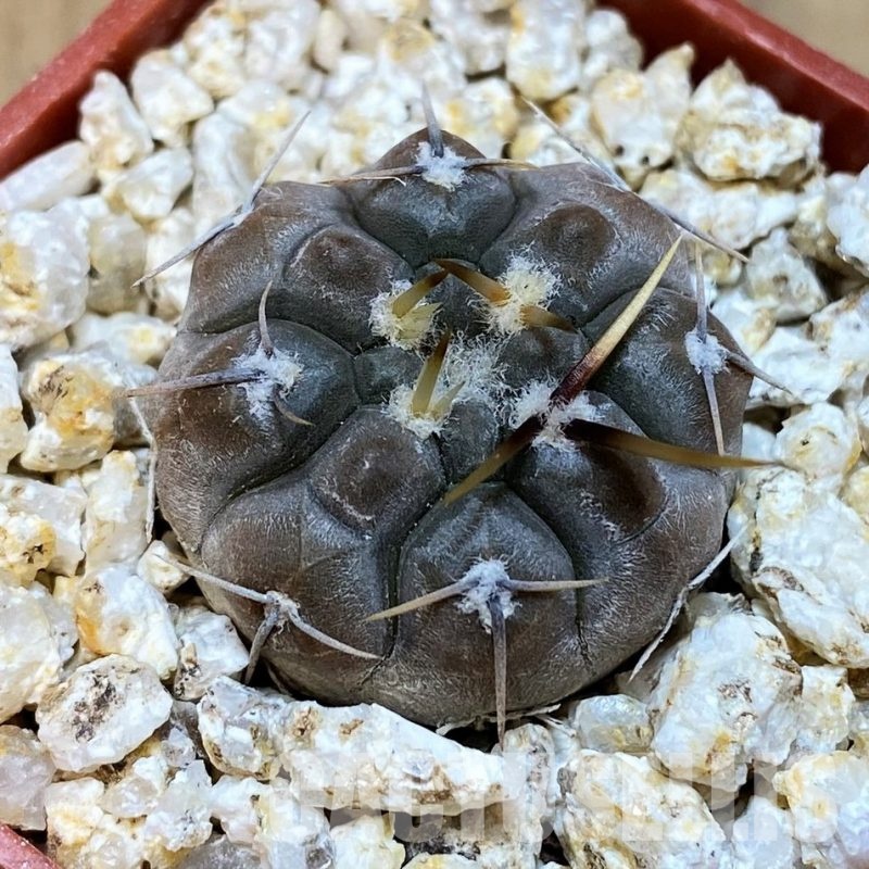 YAR31978 Gymnocalycium borthii ssp. nogolense VG684
