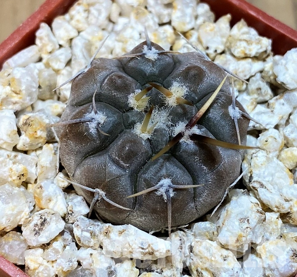 YAR31978 Gymnocalycium borthii ssp. nogolense VG684