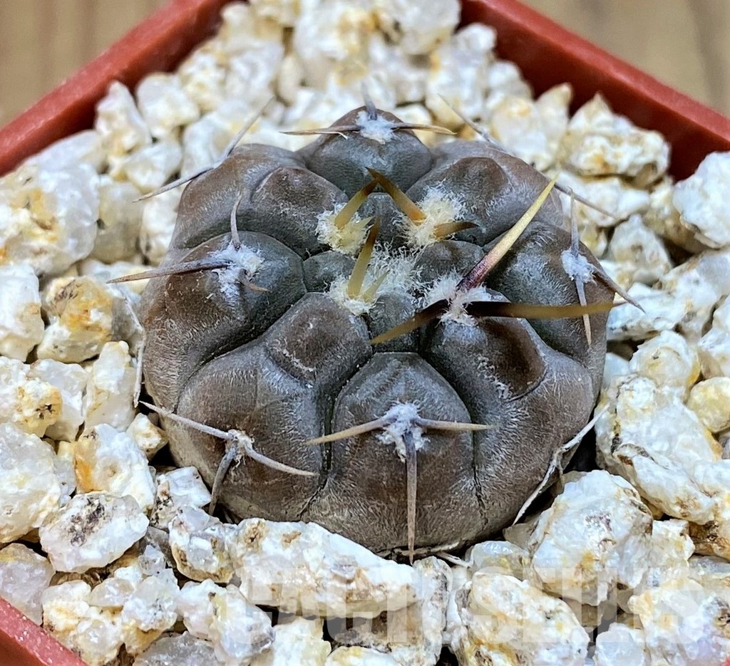 YAR31978 Gymnocalycium borthii ssp. nogolense VG684 - Image 2