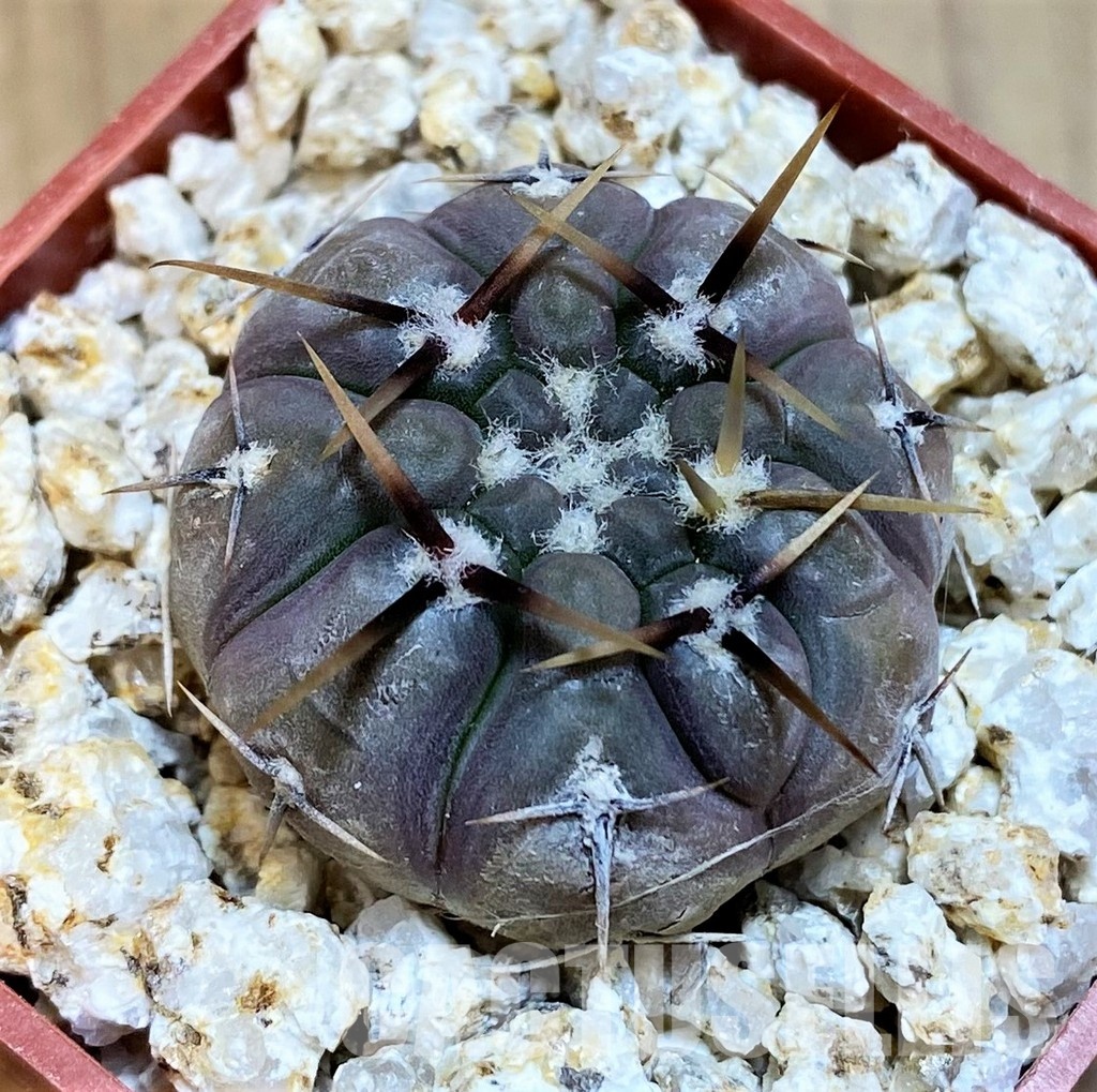 YAR31979 Gymnocalycium borthii ssp. nogolense VG684 - Image 2