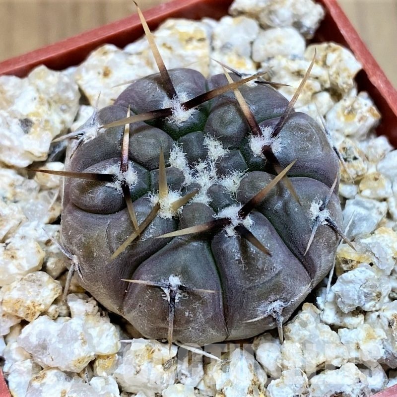 YAR31979 Gymnocalycium borthii ssp. nogolense VG684