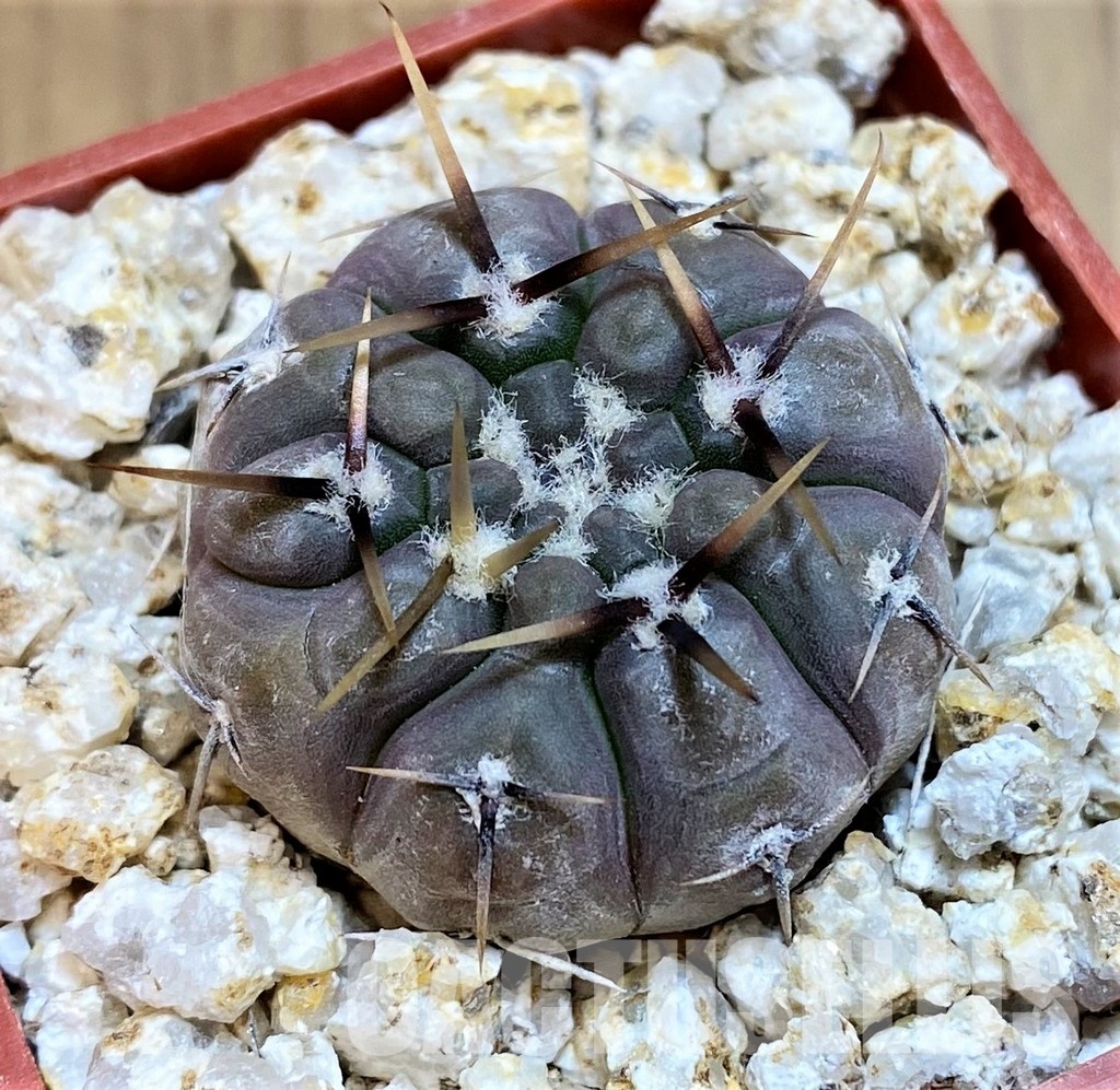 YAR31979 Gymnocalycium borthii ssp. nogolense VG684