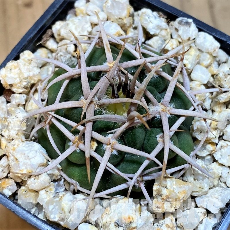 YAR31980 Gymnocalycium ferocior VG512