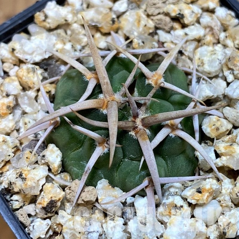 YAR31981 Gymnocalycium ferocior VG512