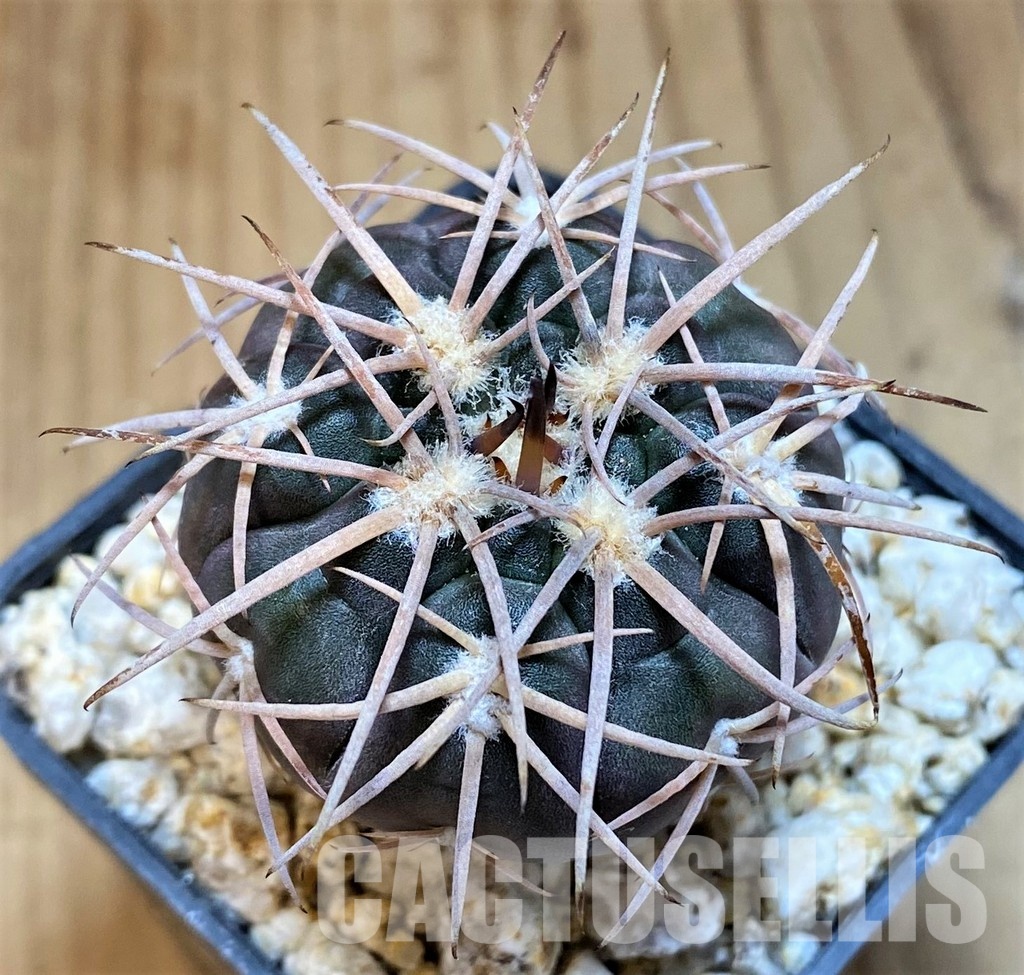 YAR31982 Gymnocalycium spegazzinii v. major x unguispinum, grafted - Image 2