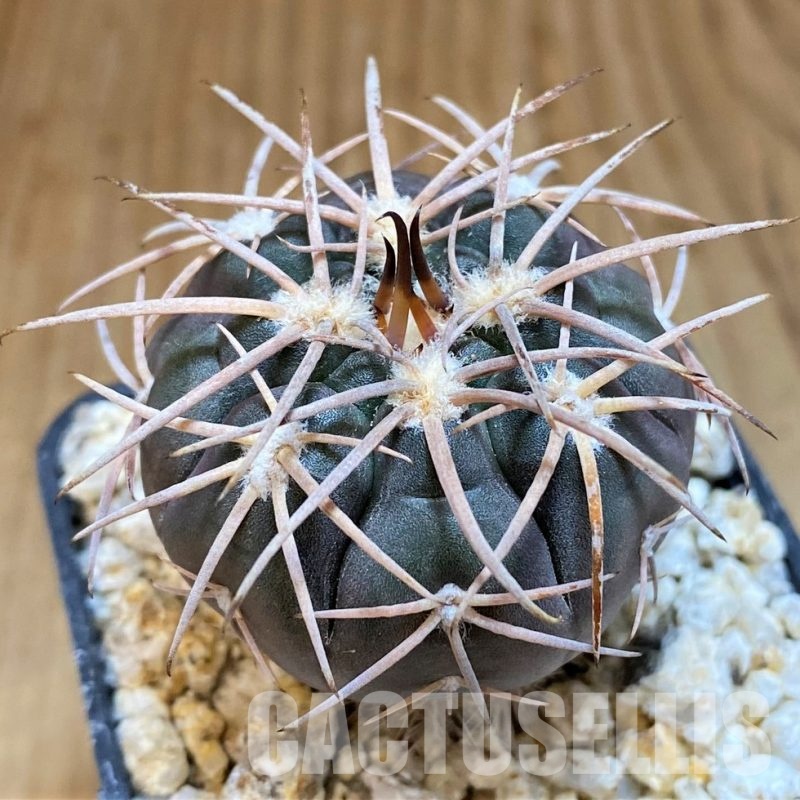 YAR31982 Gymnocalycium spegazzinii v. major x unguispinum, grafted