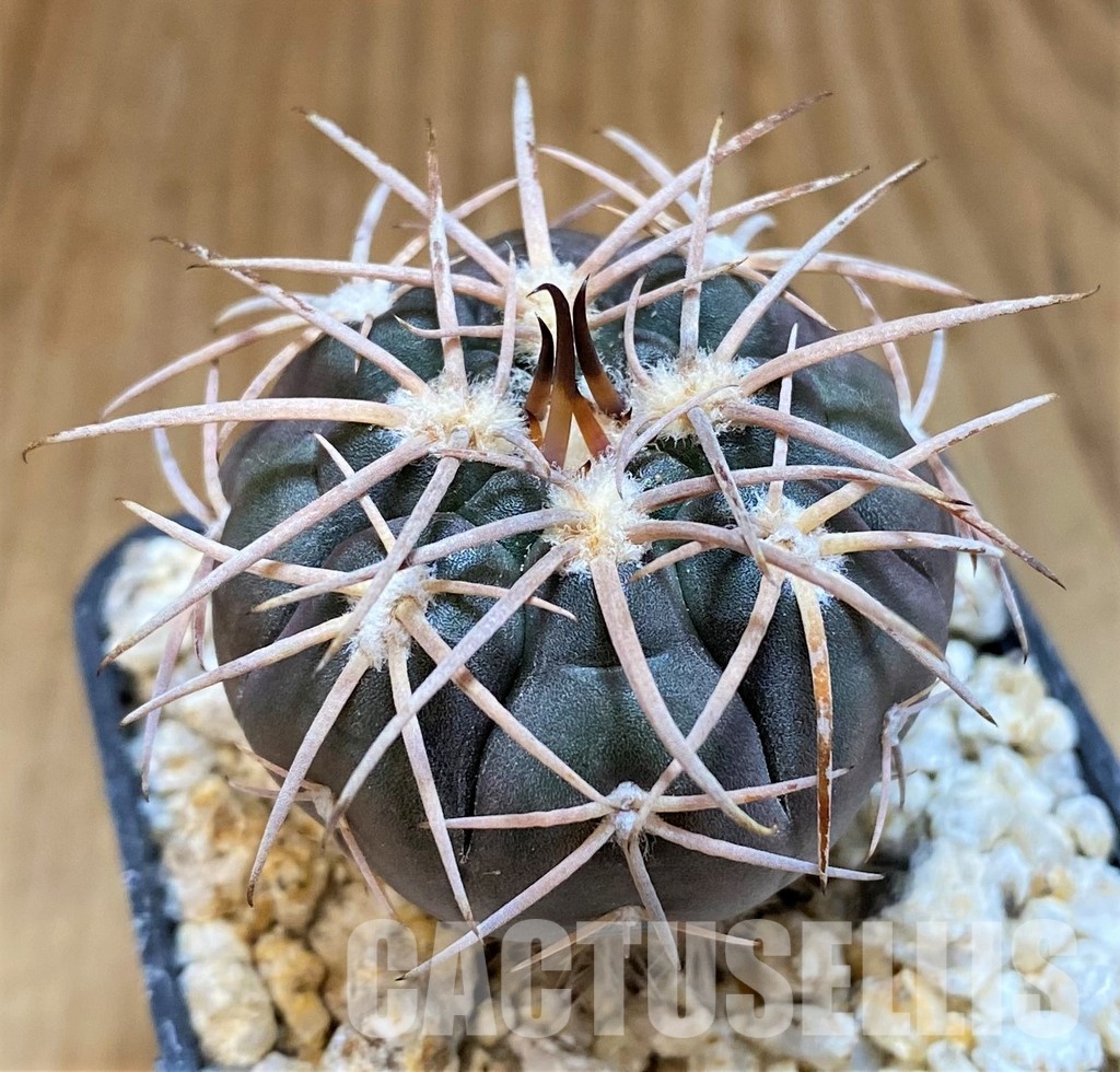 YAR31982 Gymnocalycium spegazzinii v. major x unguispinum, grafted