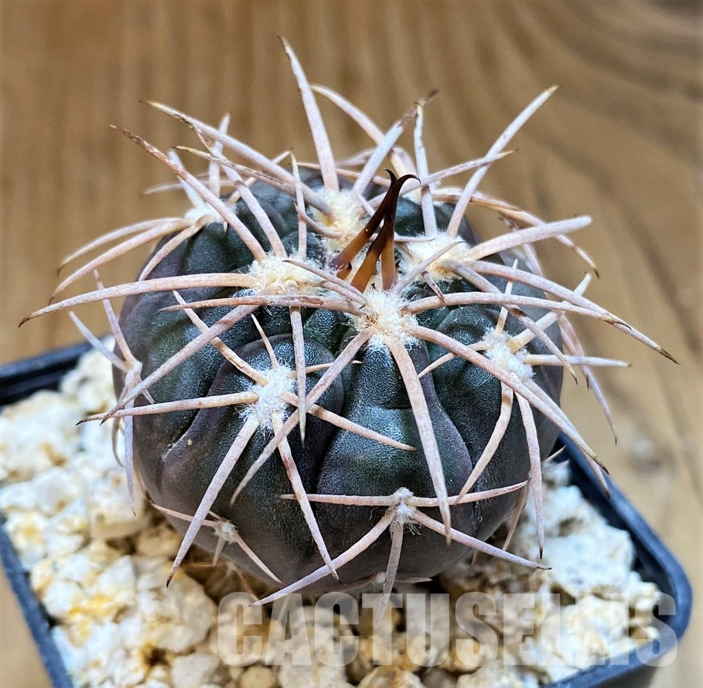 YAR31982 Gymnocalycium spegazzinii v. major x unguispinum, grafted - Image 3
