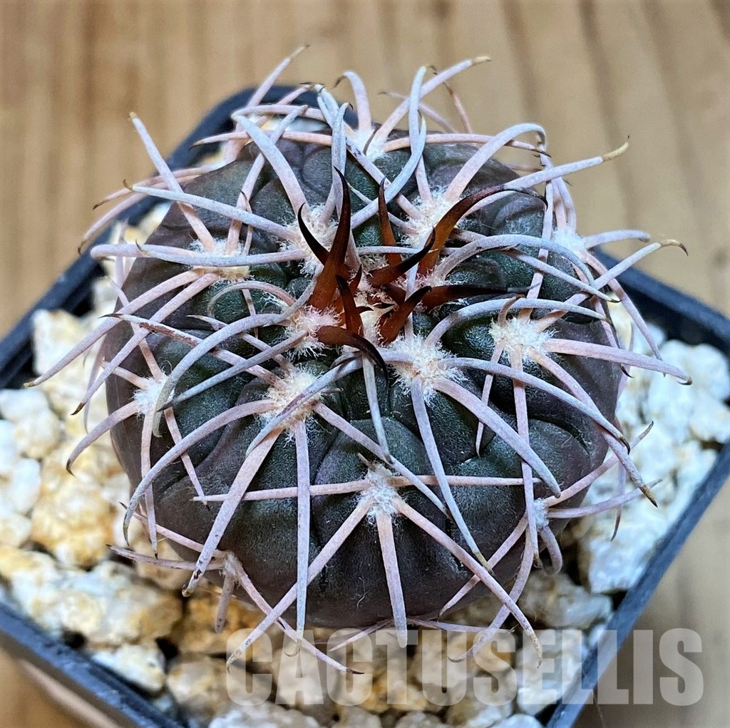 YAR31983 Gymnocalycium spegazzinii v. major x unguispinum, grafted