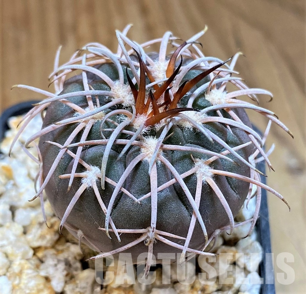 YAR31983 Gymnocalycium spegazzinii v. major x unguispinum, grafted - Image 3