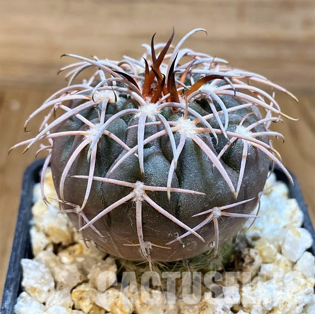 YAR31983 Gymnocalycium spegazzinii v. major x unguispinum, grafted - Image 2