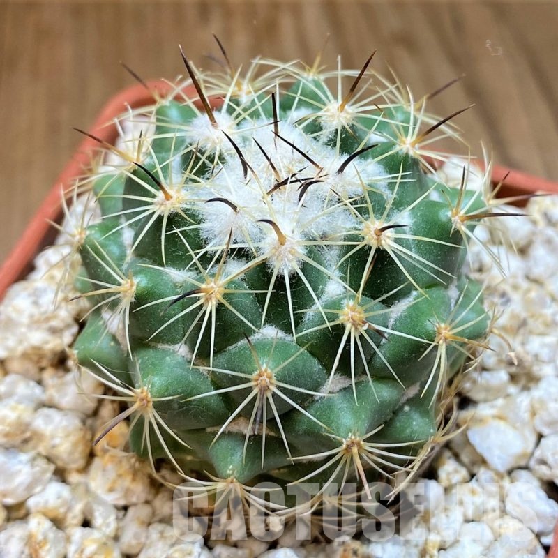 YAR31984 Coryphantha durangensis