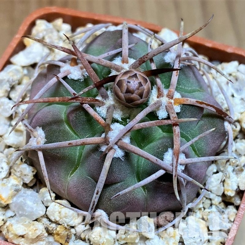 YAR31965 Gymnocalycium ferrarii VG816