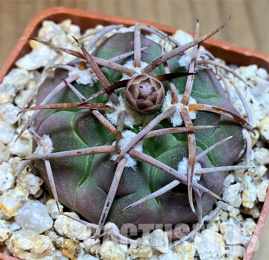 YAR31965 Gymnocalycium ferrarii VG816