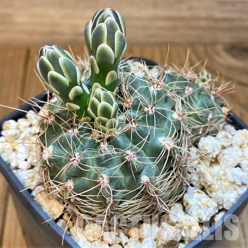 YAR31985 Gymnocalycium papschii GN4180