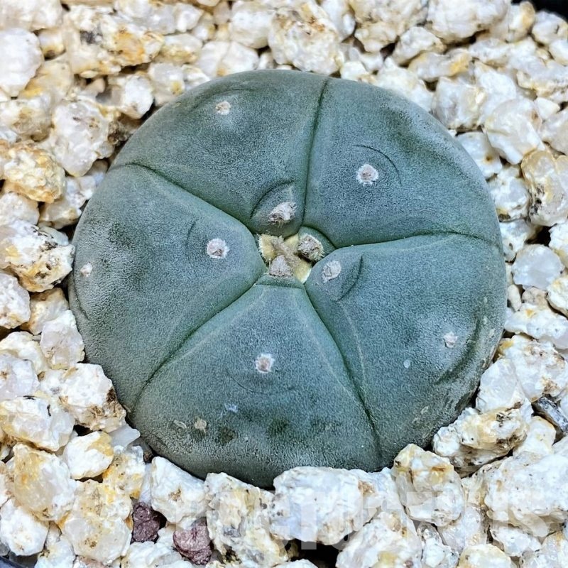 YAR31986 Anhalonium VZD020