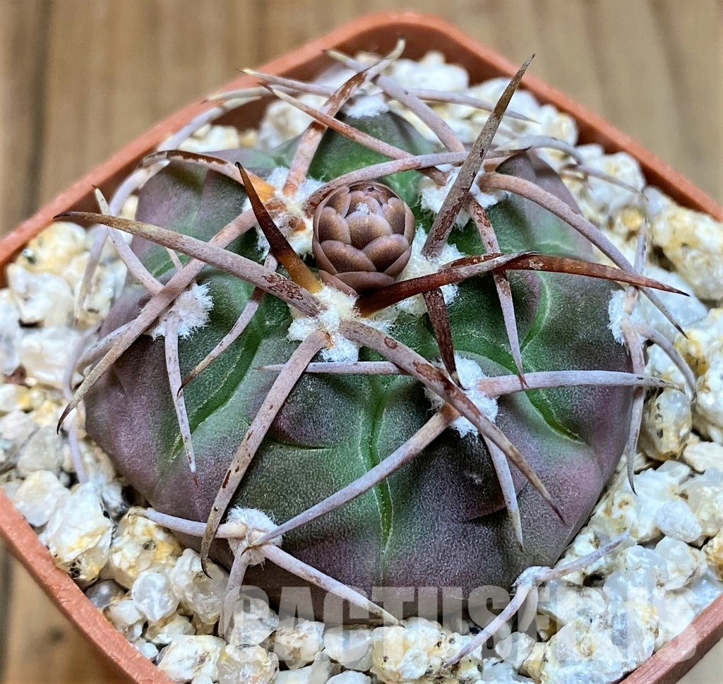YAR31965 Gymnocalycium ferrarii VG816 - Image 2