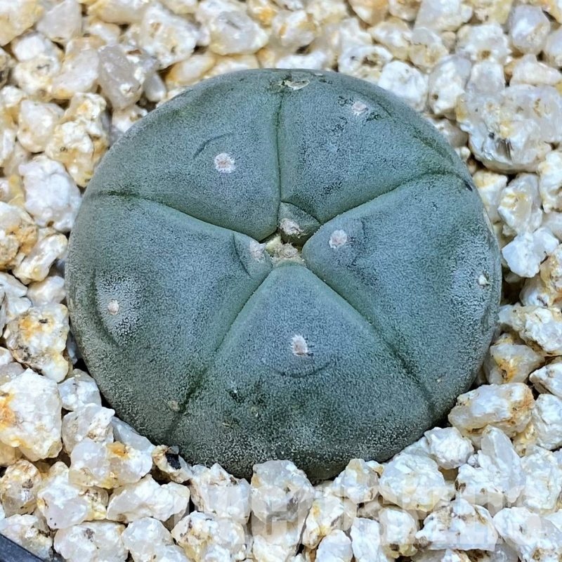 YAR31987 Anhalonium VZD020