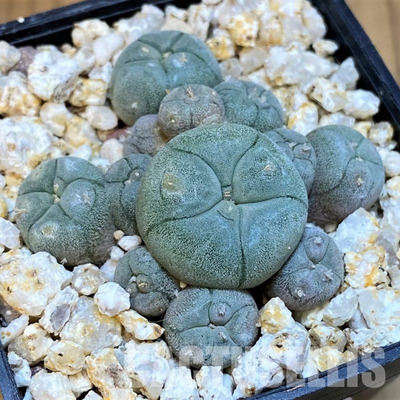 YAR31988 Anhalonium caespitosa REP2293, seedling