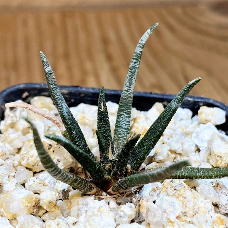 YAR31989 Ariocarpus agavoides PP 208 -Tula, Mexico-