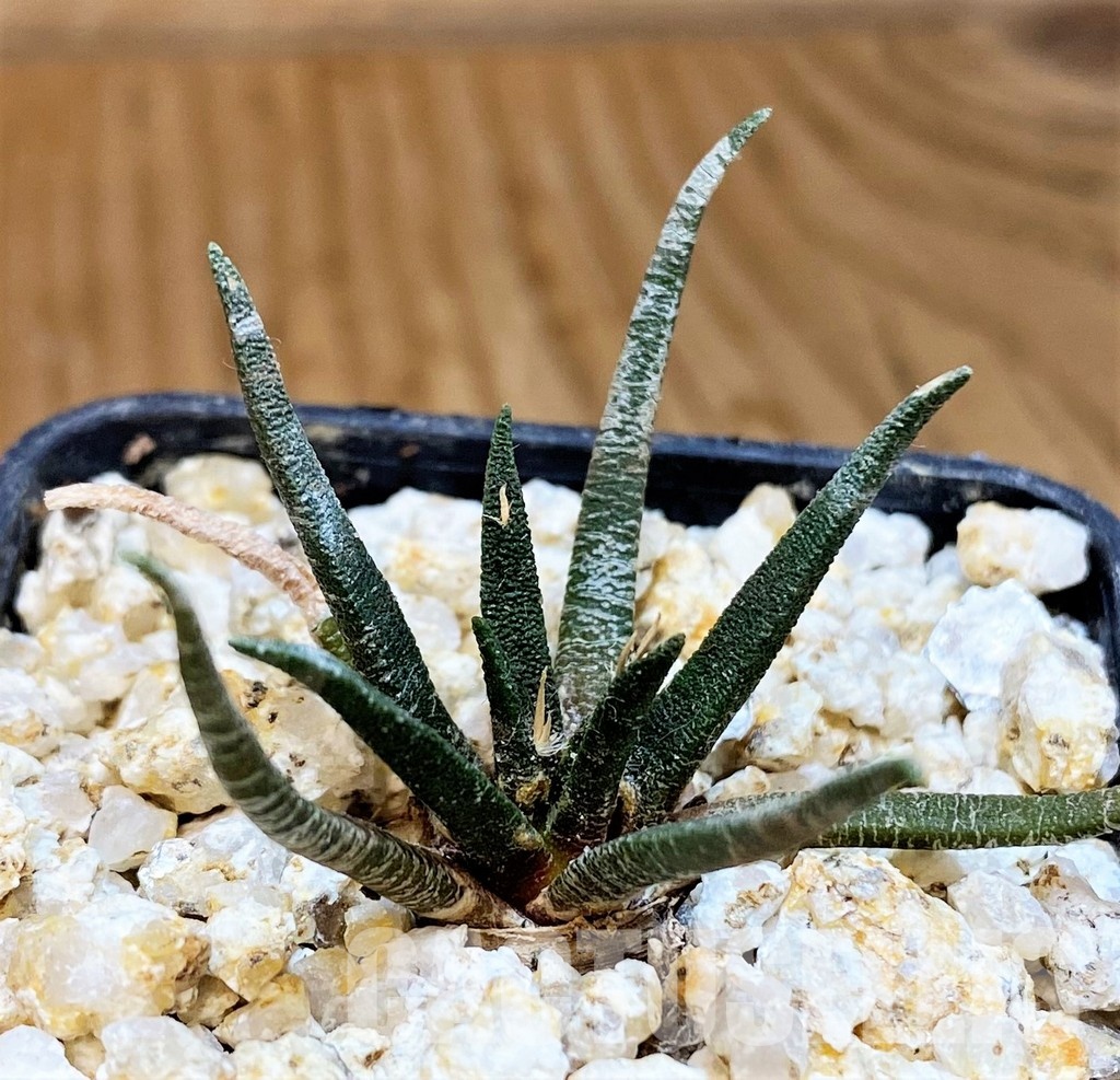 YAR31989 Ariocarpus agavoides PP 208 -Tula, Mexico-