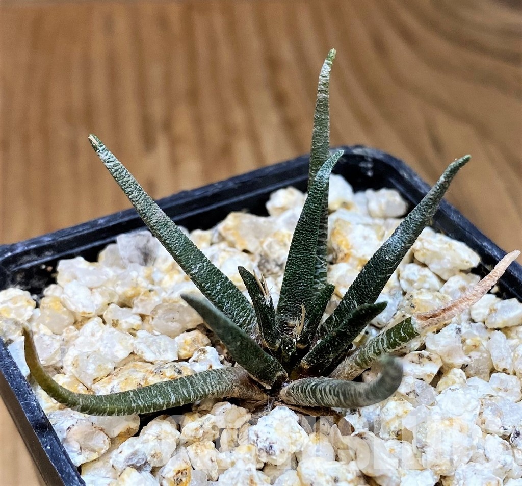 YAR31989 Ariocarpus agavoides PP 208 -Tula, Mexico- - Image 2