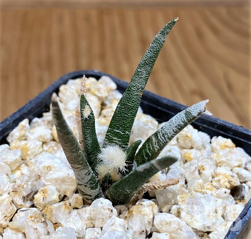 YAR31990 Ariocarpus agavoides PP 208 -Tula, Mexico- - Image 3