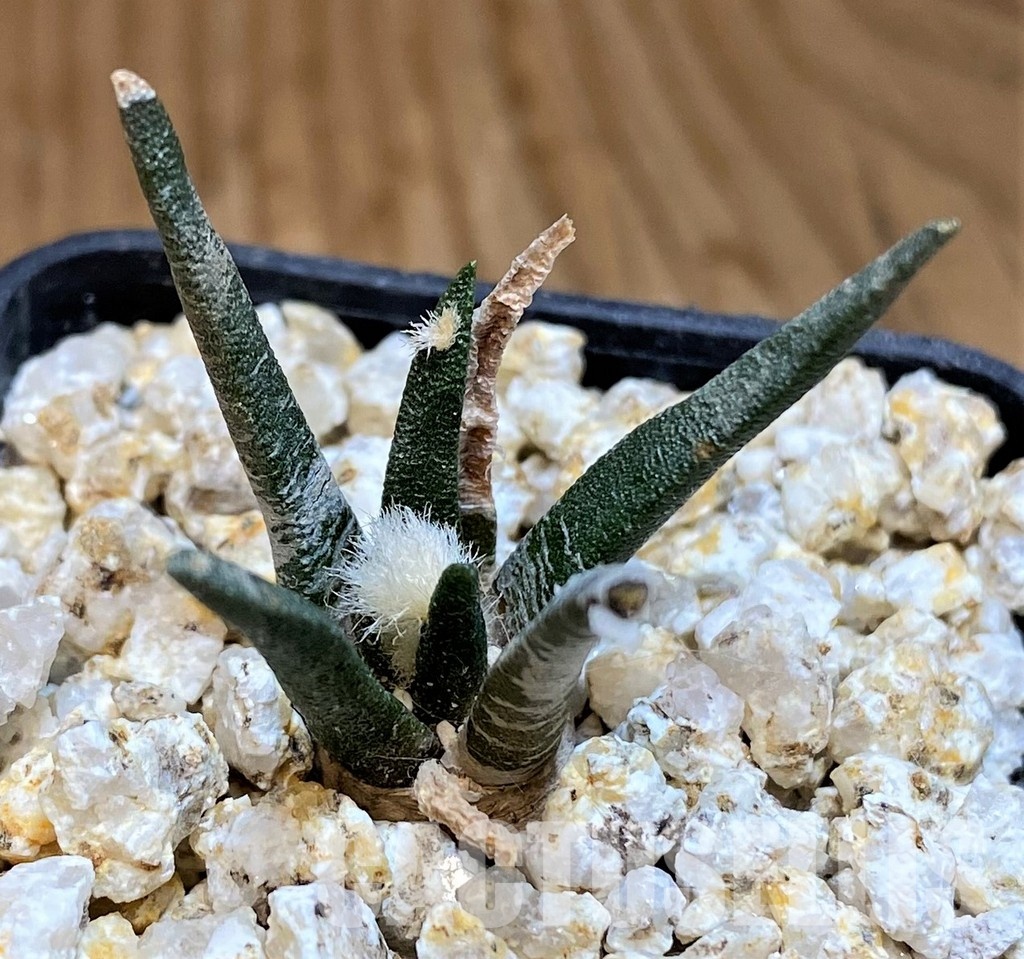 YAR31990 Ariocarpus agavoides PP 208 -Tula, Mexico- - Image 2