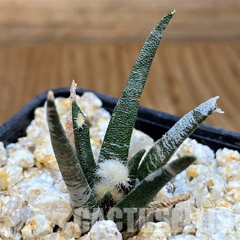 YAR31990 Ariocarpus agavoides PP 208 -Tula, Mexico-