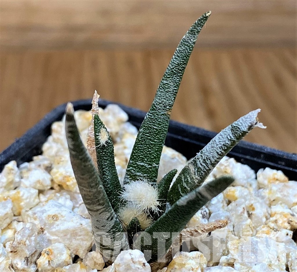 YAR31990 Ariocarpus agavoides PP 208 -Tula, Mexico-