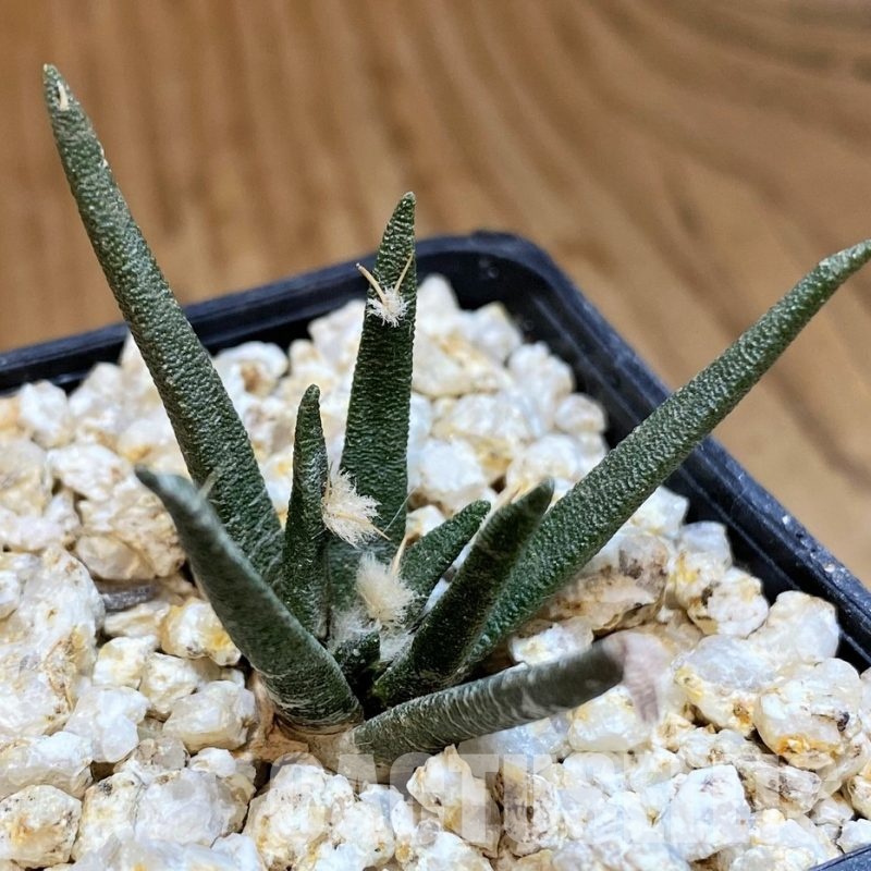 YAR31991 Ariocarpus agavoides PP 208 -Tula, Mexico-