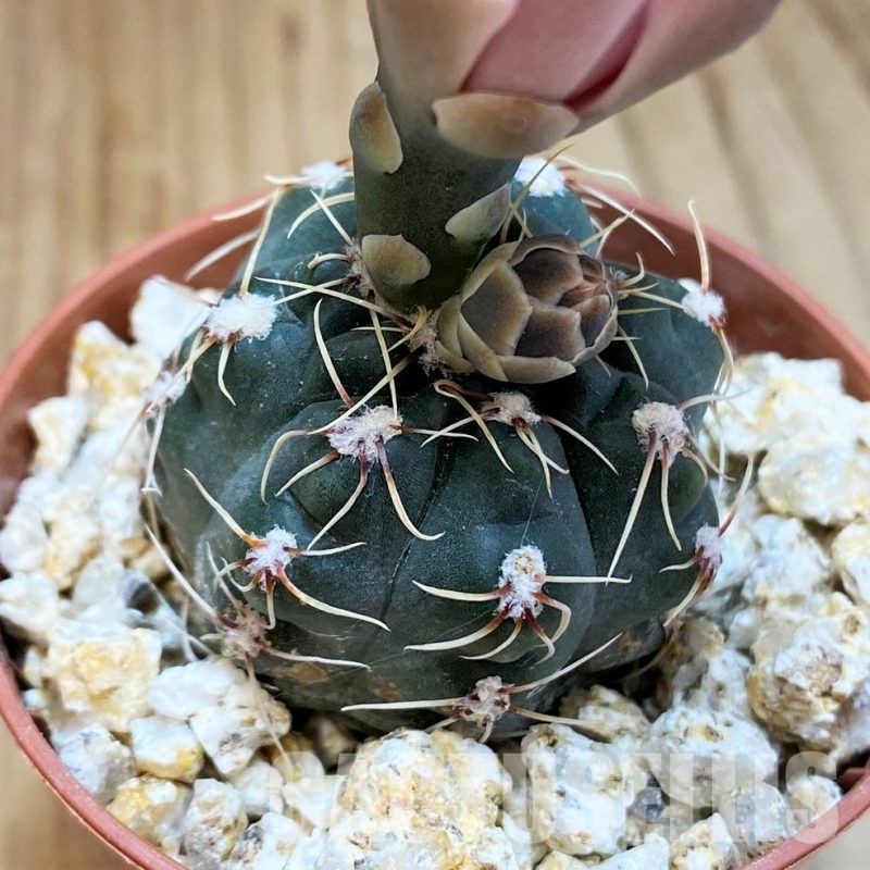 YAR32228 Gymnocalycium baldianum