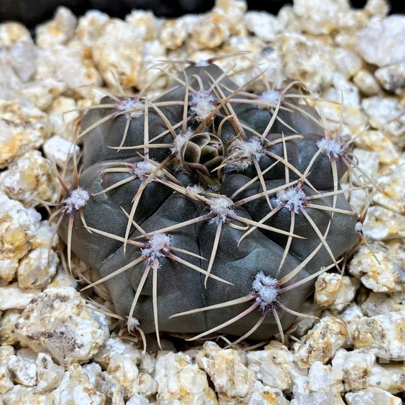 YAR32229 Gymnocalycium taningaense aff. VG1266, wild seeds
