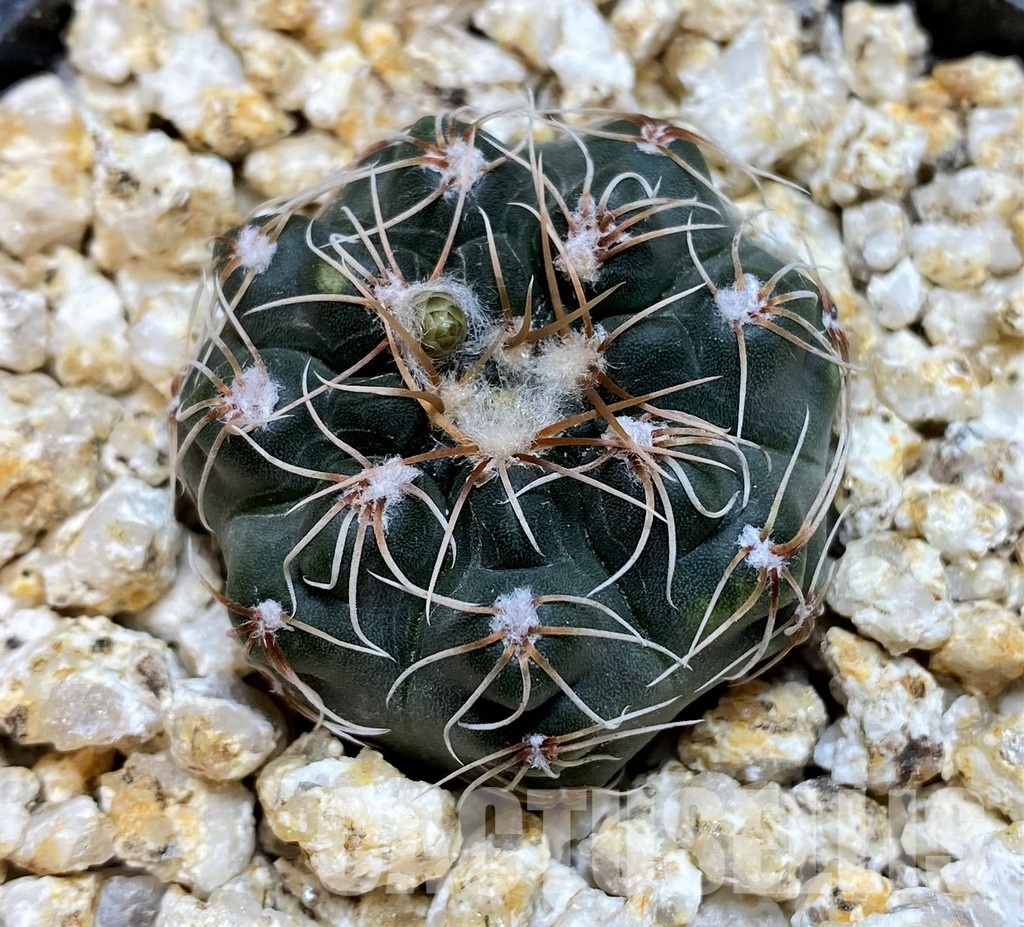 YAR32230 Gymnocalycium campestre VG1478 - Image 2
