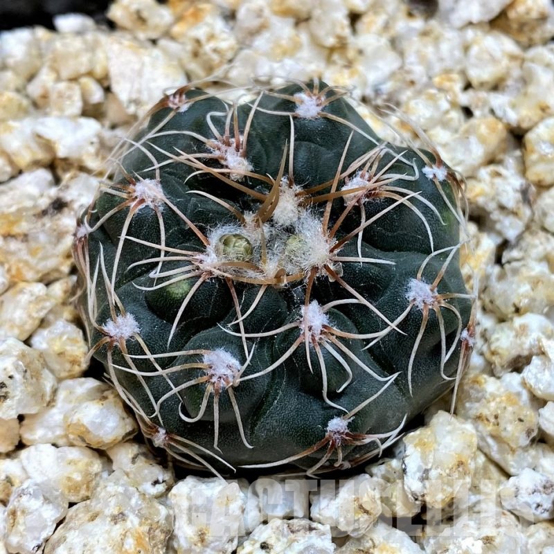 YAR32230 Gymnocalycium campestre VG1478