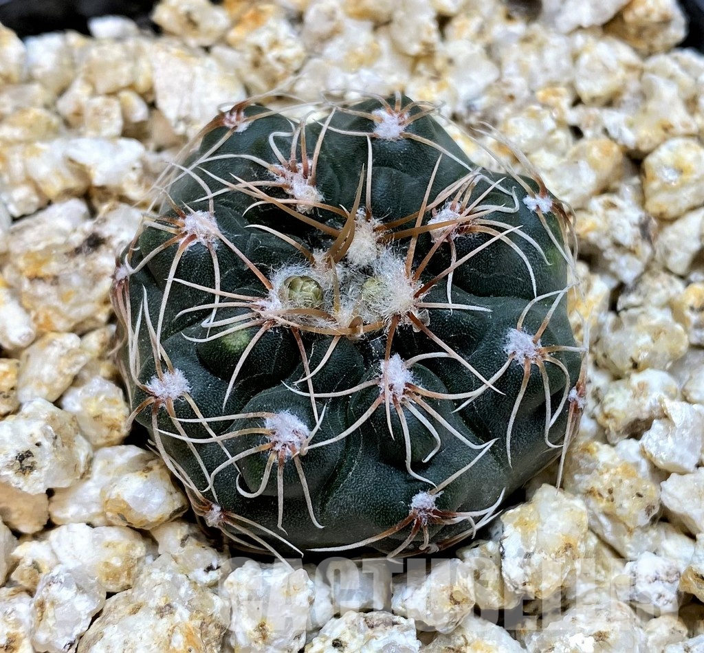 YAR32230 Gymnocalycium campestre VG1478