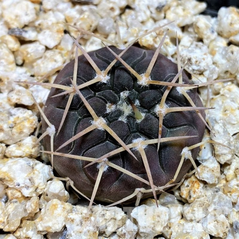 YAR32225  Gymnocalycium riojense ssp. paucispinum