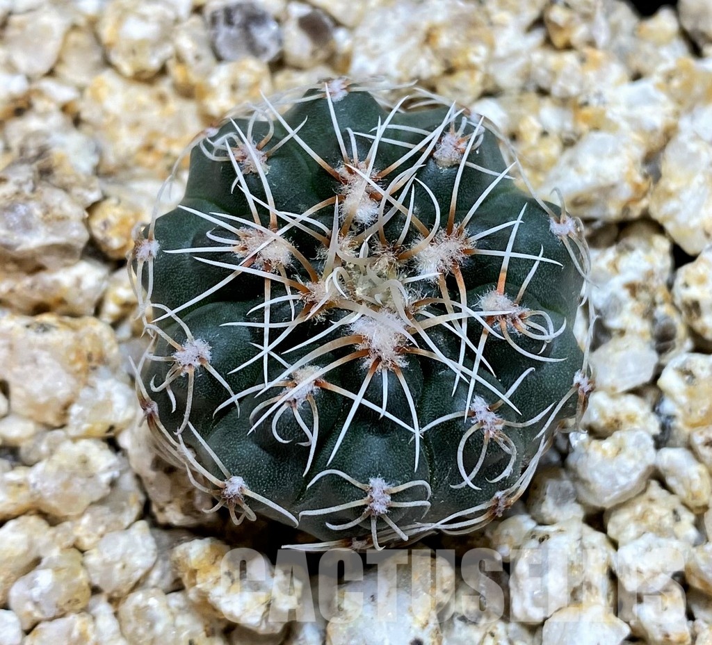 YAR32231 Gymnocalycium campestre VG1478 - Image 2