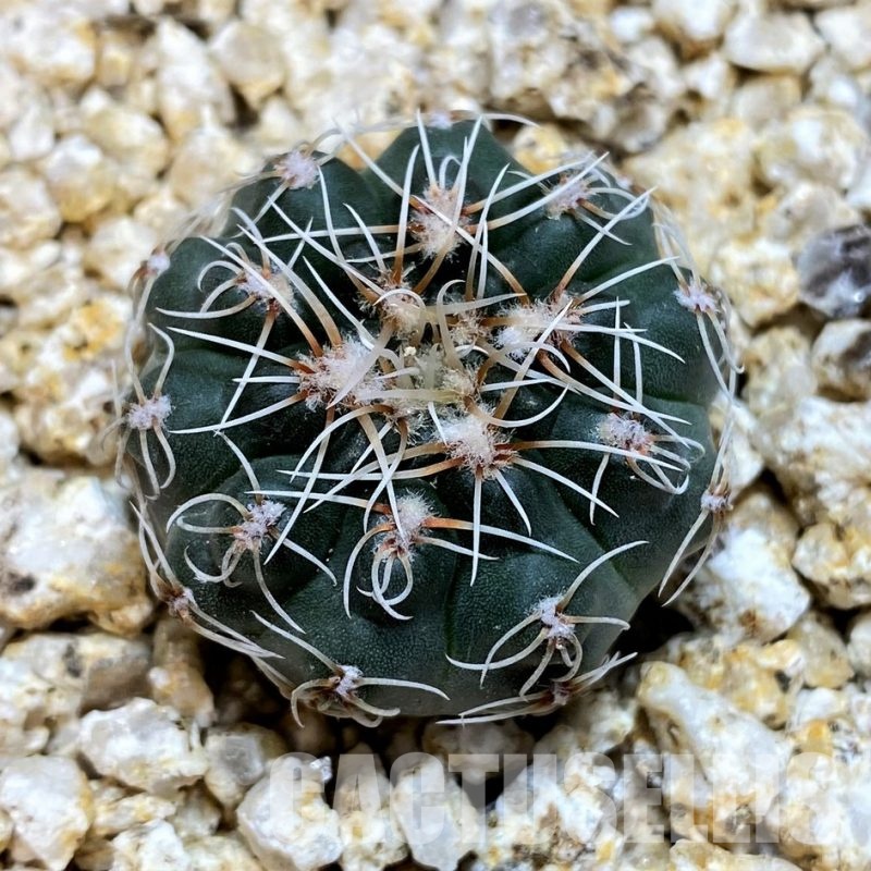 YAR32231 Gymnocalycium campestre VG1478