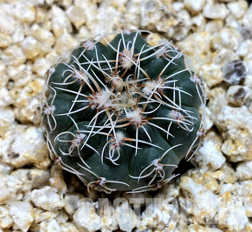 YAR32231 Gymnocalycium campestre VG1478