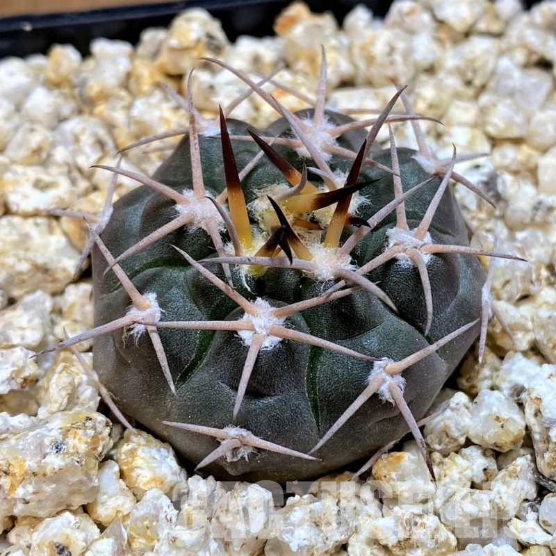 YAR32232 Gymnocalycium pugionacanthum VG200