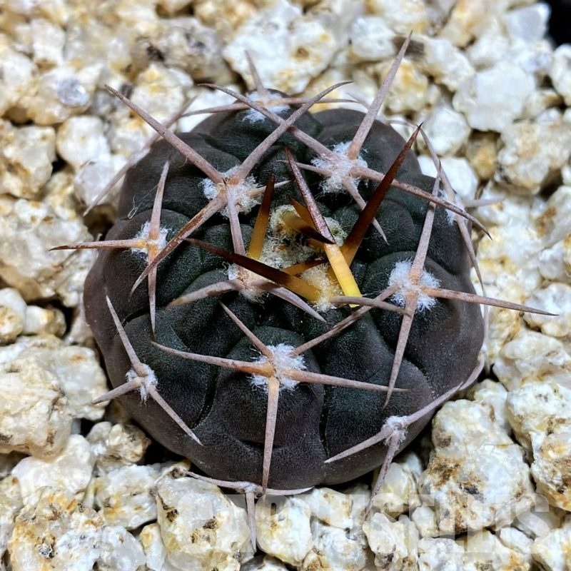YAR32233 Gymnocalycium pugionacanthum VG200