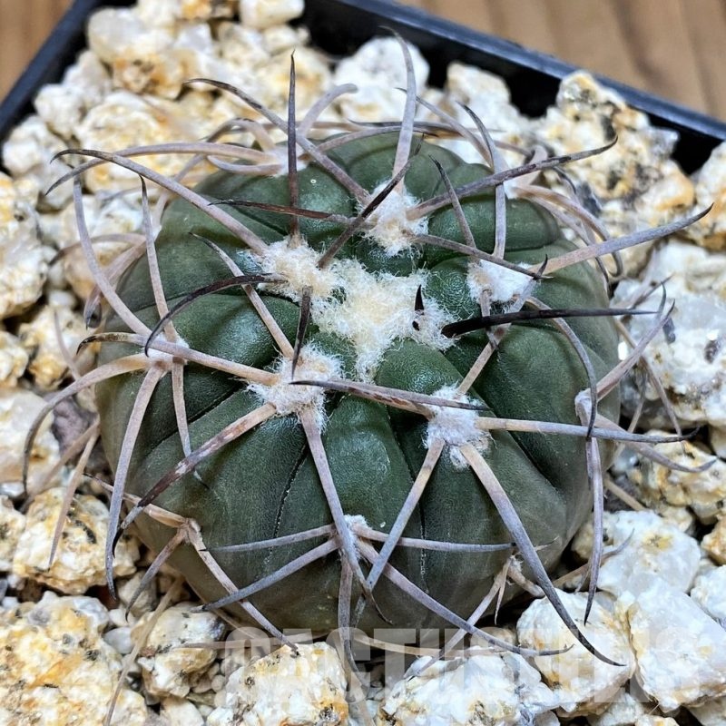 YAR32234 Gymnocalycium spegazzinii KPP2058