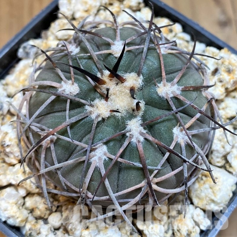 YAR32235 Gymnocalycium spegazzinii KPP2058