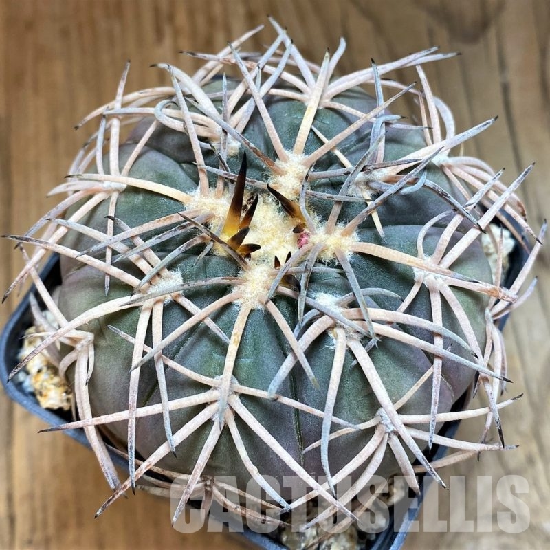 YAR32236 Gymnocalycium spegazzinii LF130 -Santa Maria-
