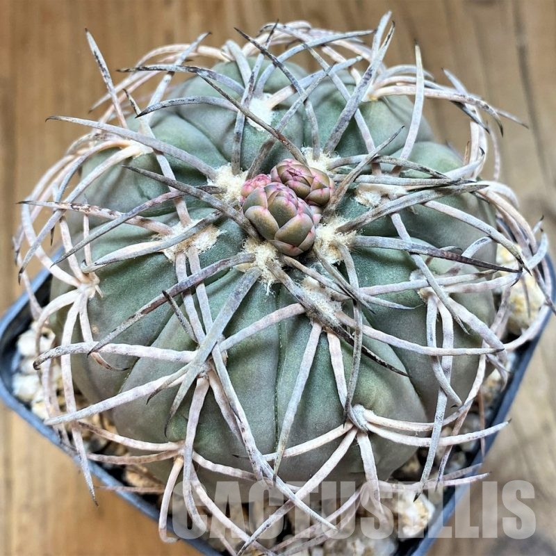YAR32237 Gymnocalycium spegazzinii LF130 -Santa Maria-