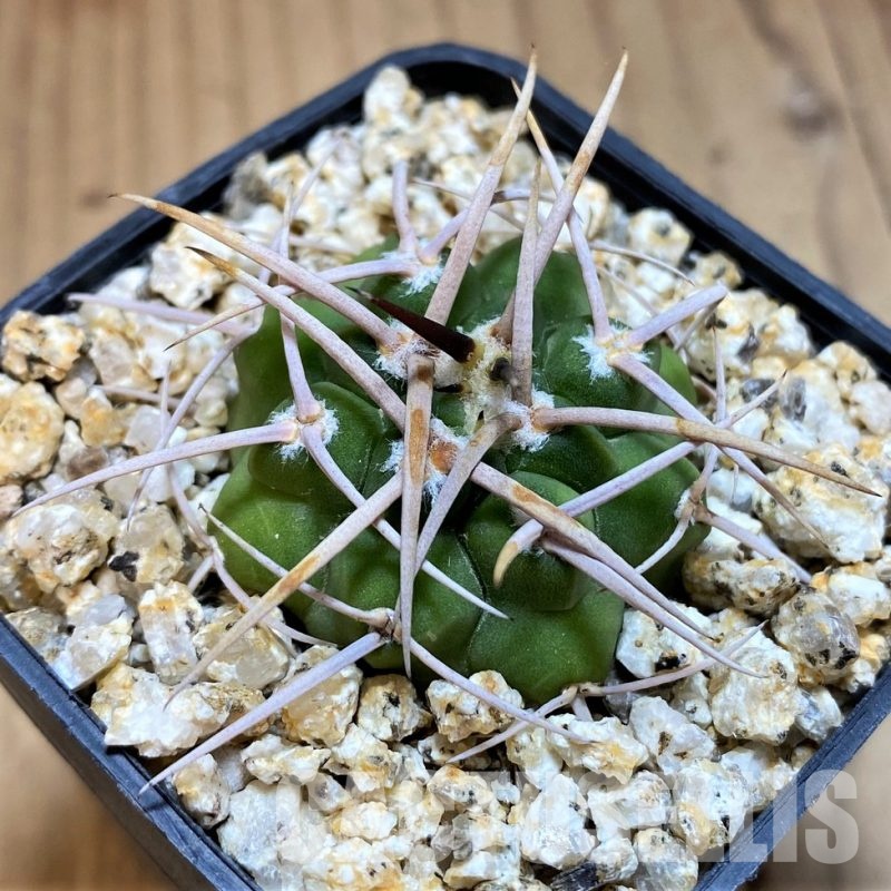 YAR32238 Gymnocalycium ferocior VG320, select form