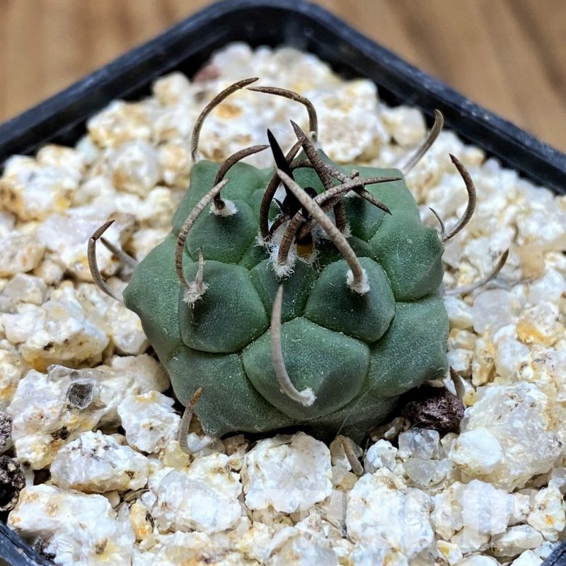 YAR32239 Turbinicarpus schwarzii TCG8002 -Charco Blanco-