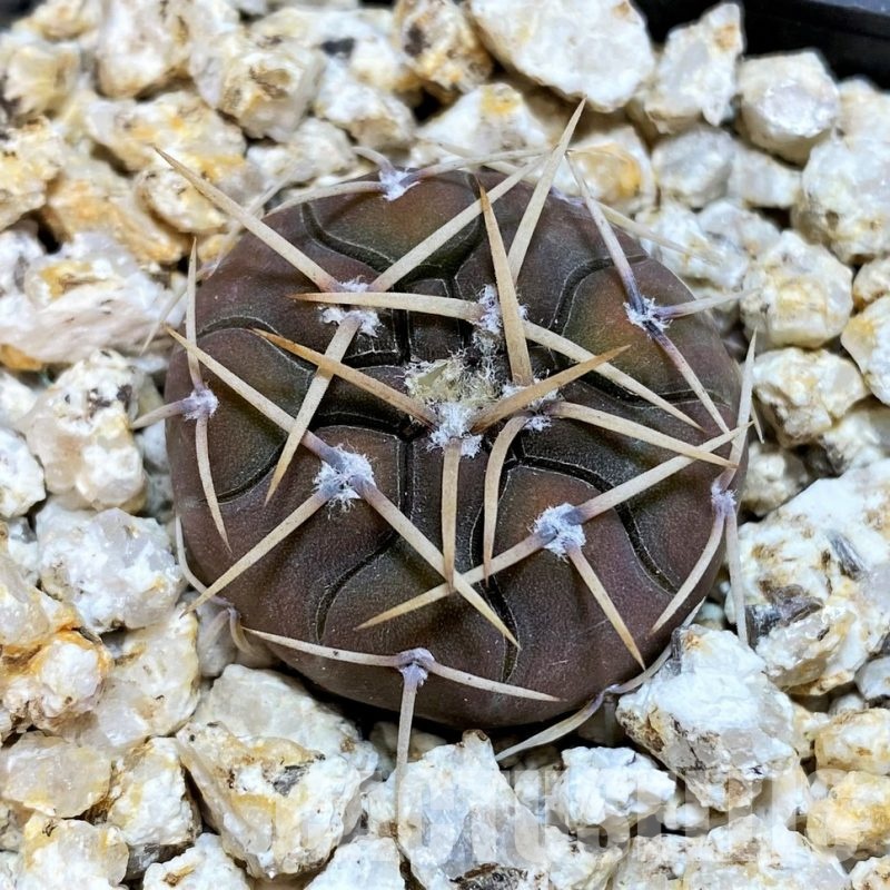 YAR32226 Gymnocalycium riojense ssp. paucispinum